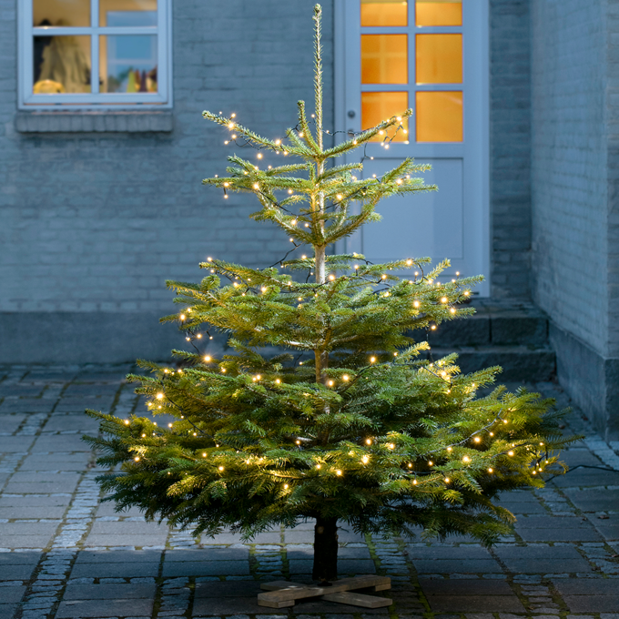 Sådan holder juletræet længst - Plantorama