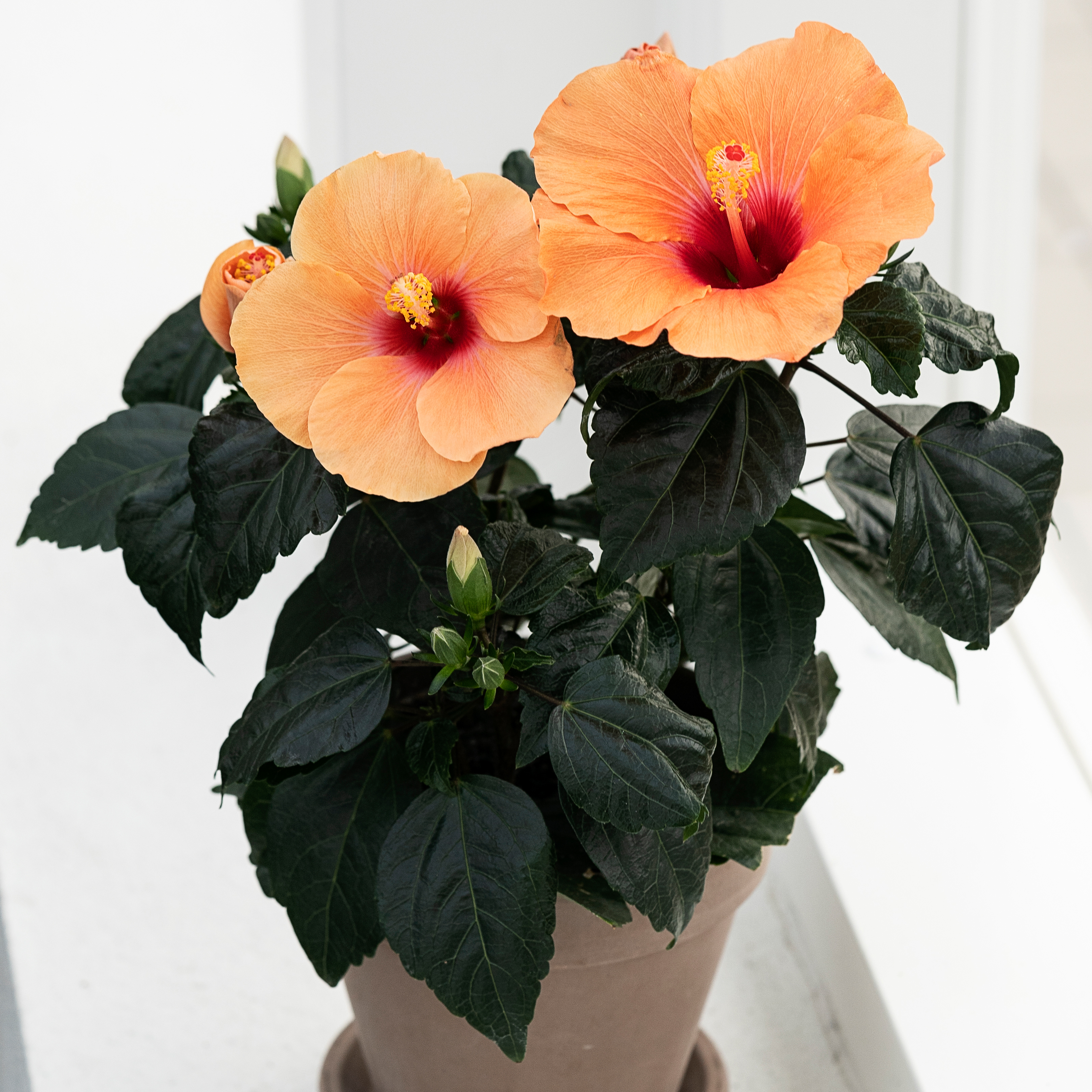 Hawaiiblomst