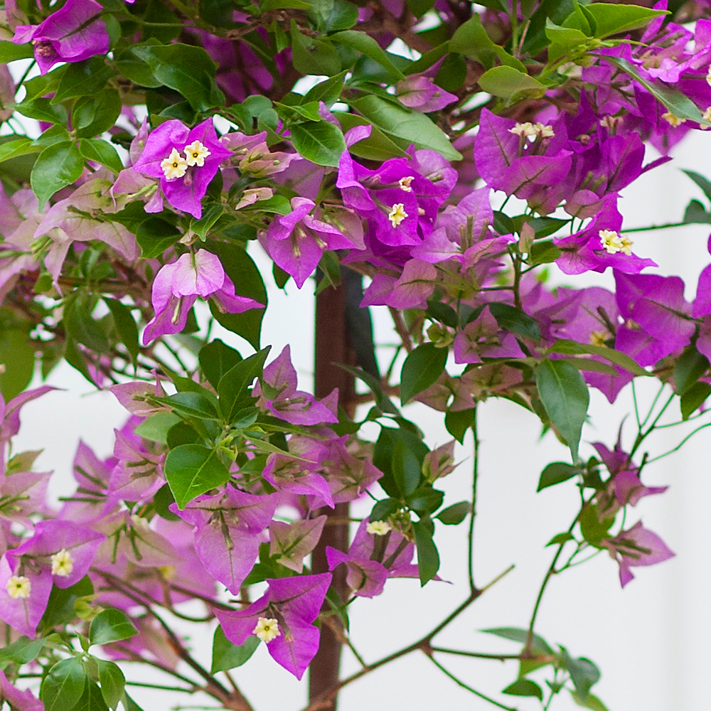 5 stueplanter til sydvendte vinduer - Plantorama