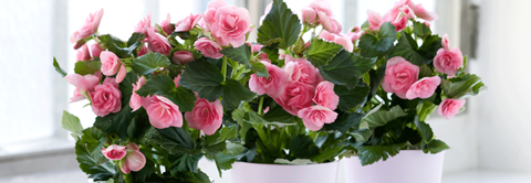 Få inspiration til blomstrende stueplanter hos Plantorama