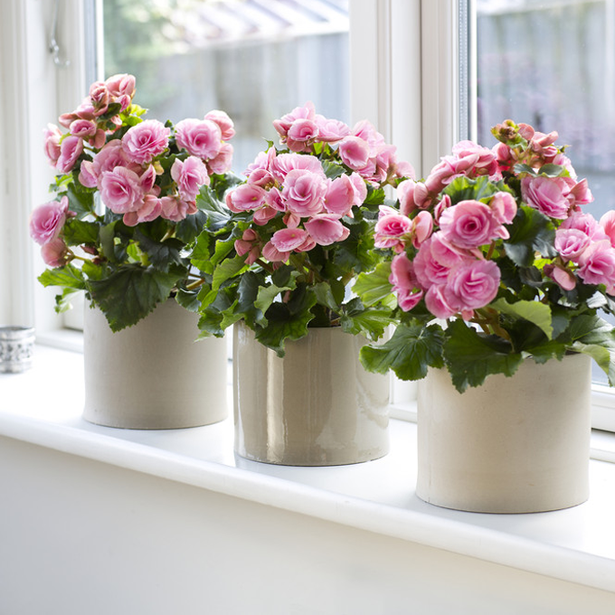 Få inspiration til blomstrende stueplanter hos Plantorama