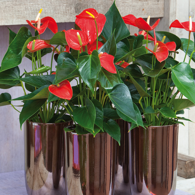 Få inspiration til blomstrende stueplanter hos Plantorama