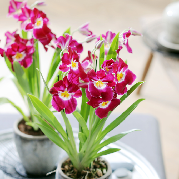 Få inspiration til blomstrende stueplanter hos Plantorama