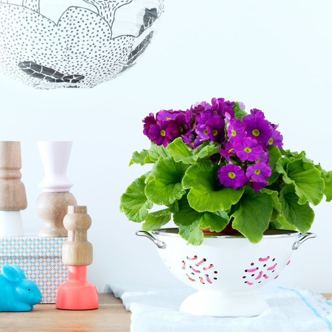 Få inspiration til blomstrende stueplanter hos Plantorama