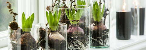 Få inspiration til duftende stueplanter hos Plantorama