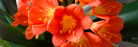 Pasning af Clivia (klivia) - Plantorama