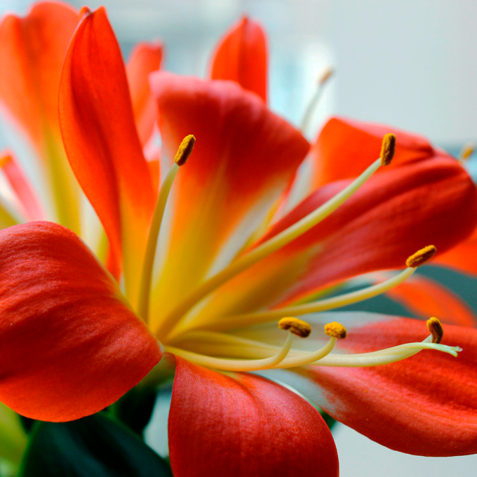 Pasning af Clivia (klivia) - Plantorama