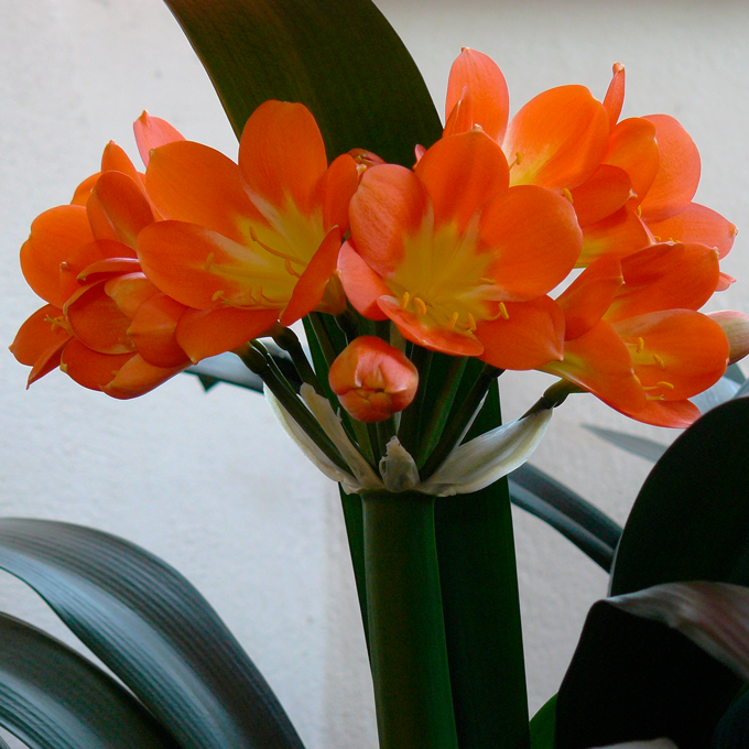 Pasning af Clivia (klivia) - Plantorama