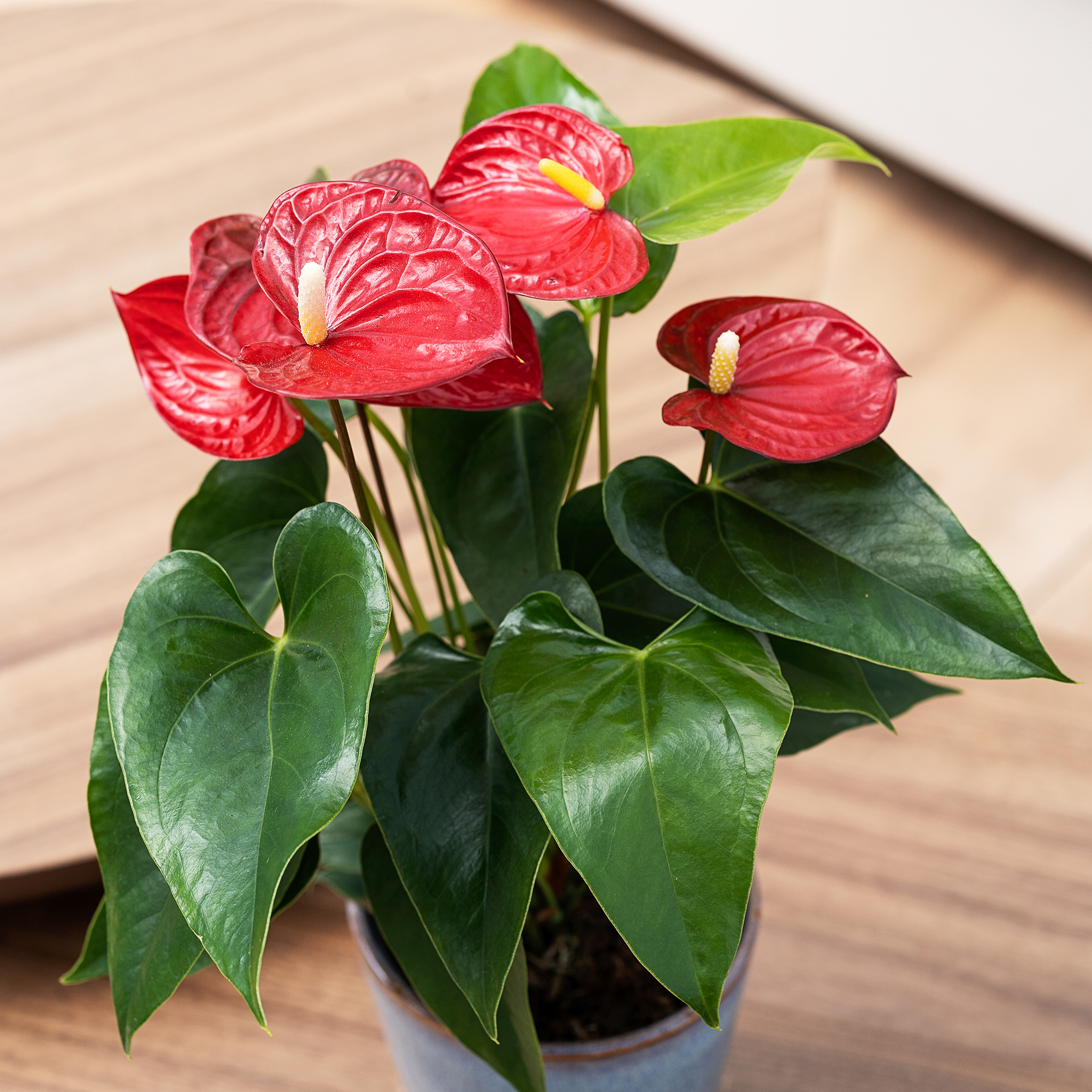Flamingoblomst