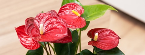 Flamingoblomst