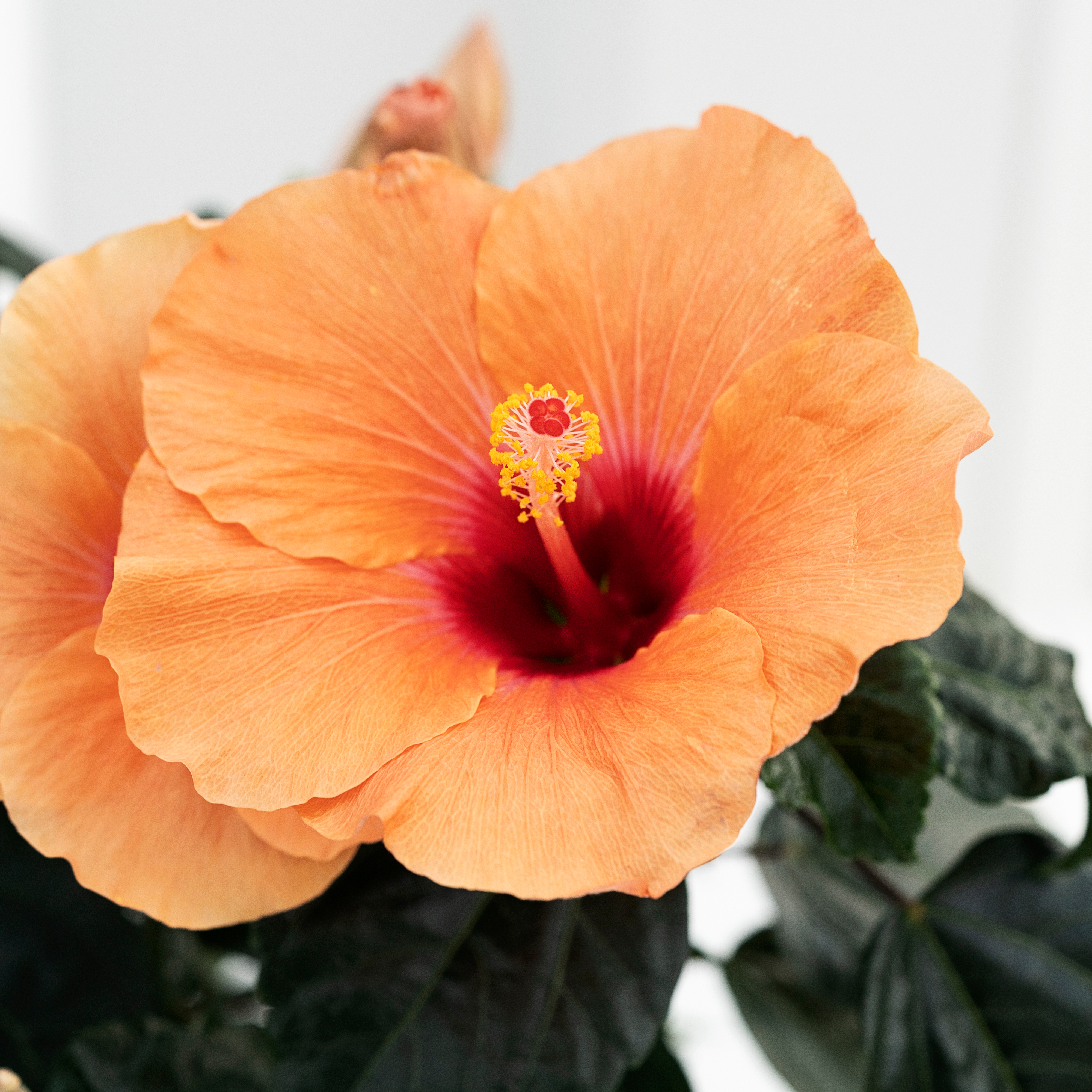 Hibiscus