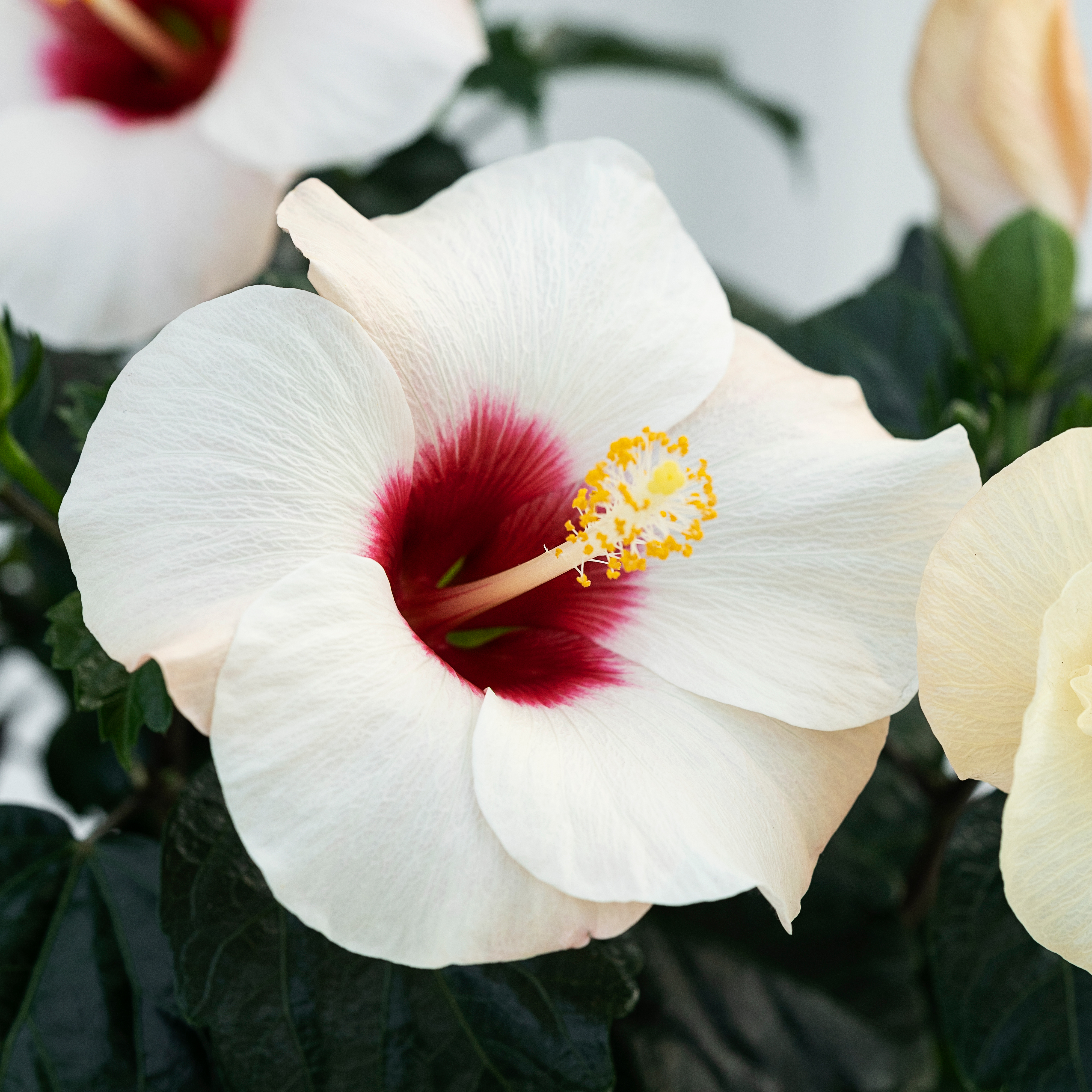 Hibiscus