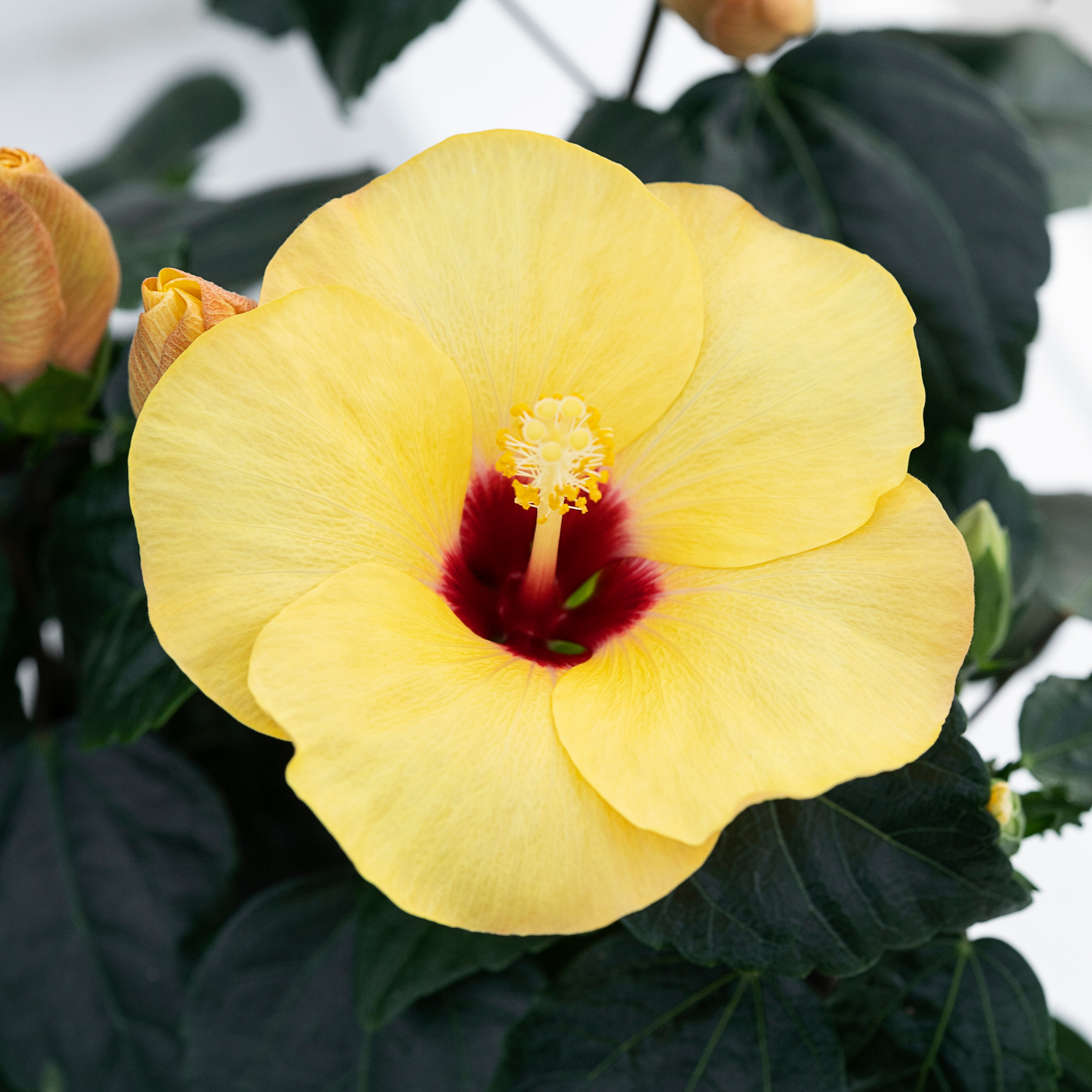 Hibiscus