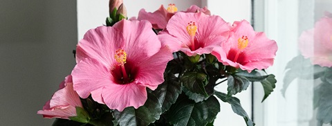 Hibiscus