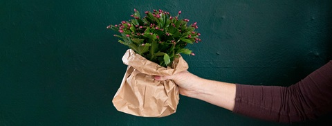 Novemberkaktus - Få tips til pasning hos Plantorama