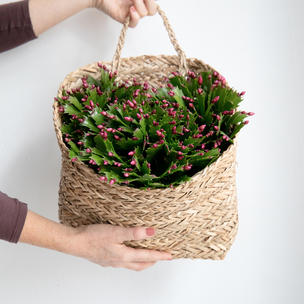 Novemberkaktus - Få tips til pasning hos Plantorama