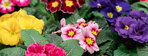 Primula
