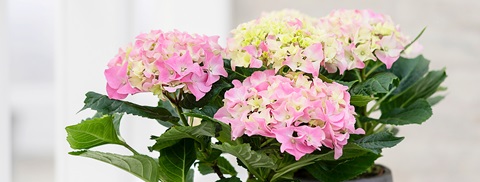 Stuehortensia