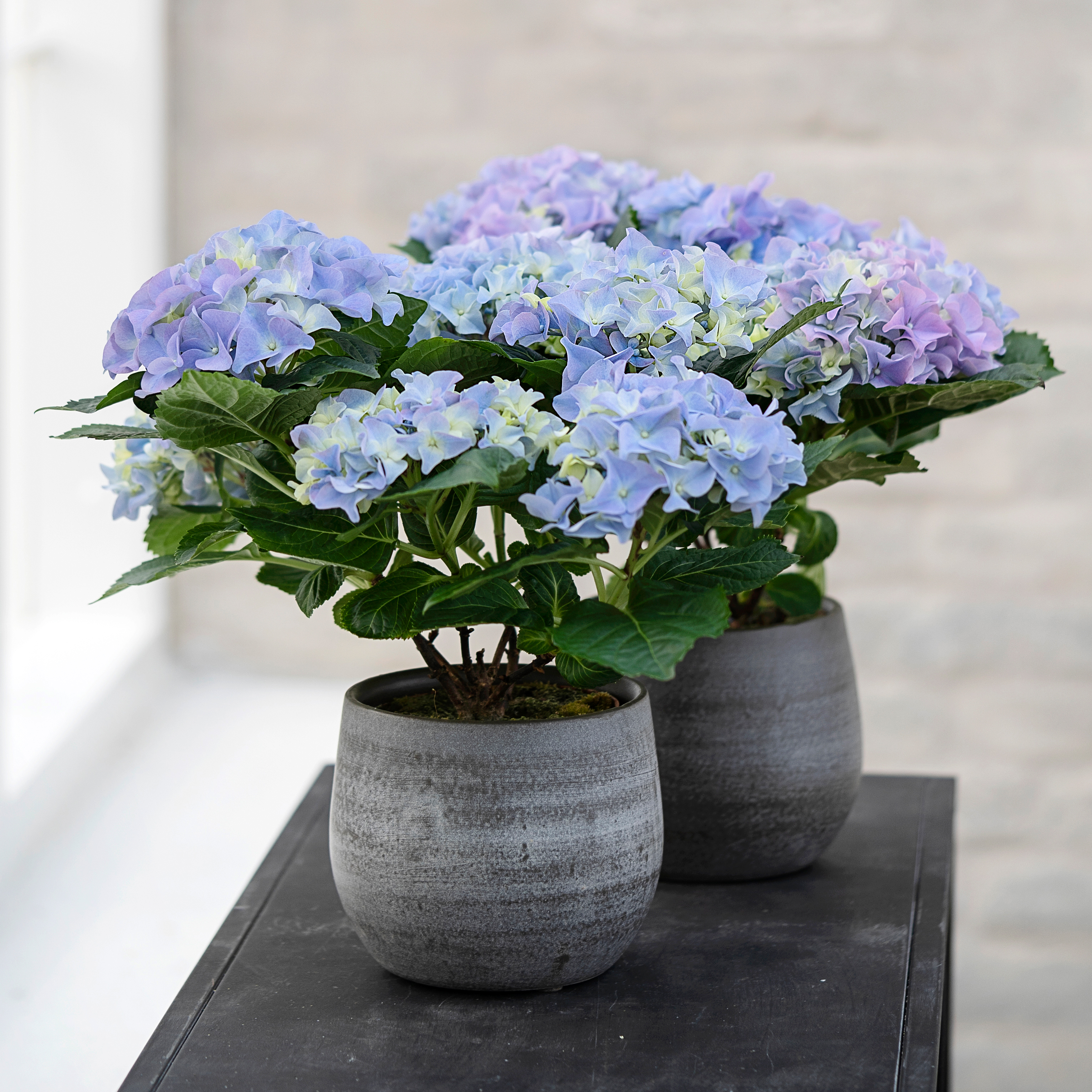 Stuehortensia