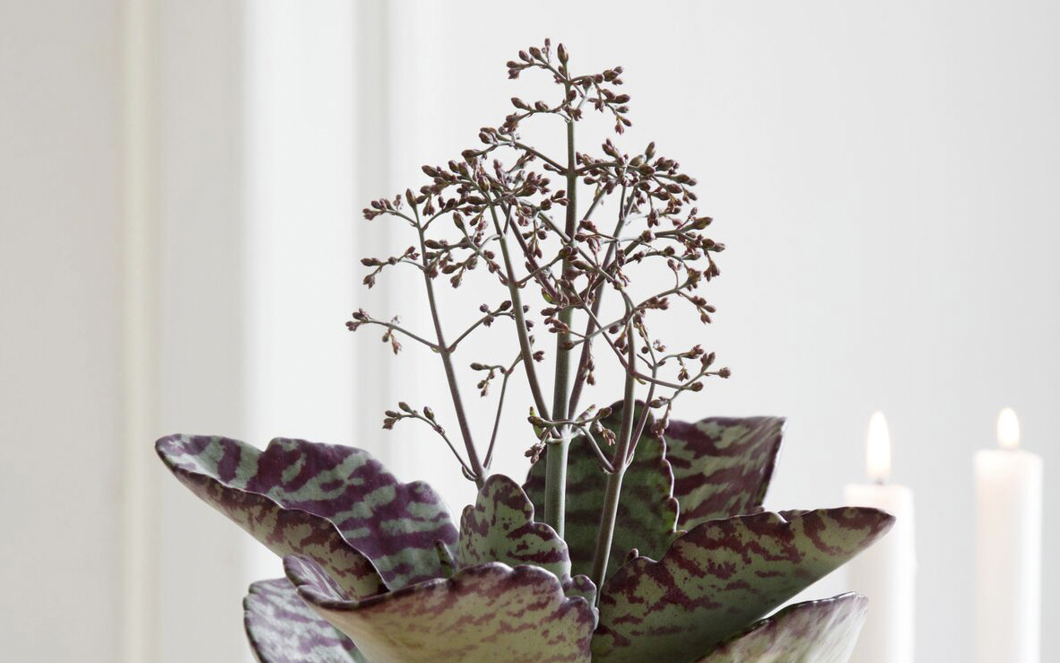 5708869682300_01_desert_kalanchoe