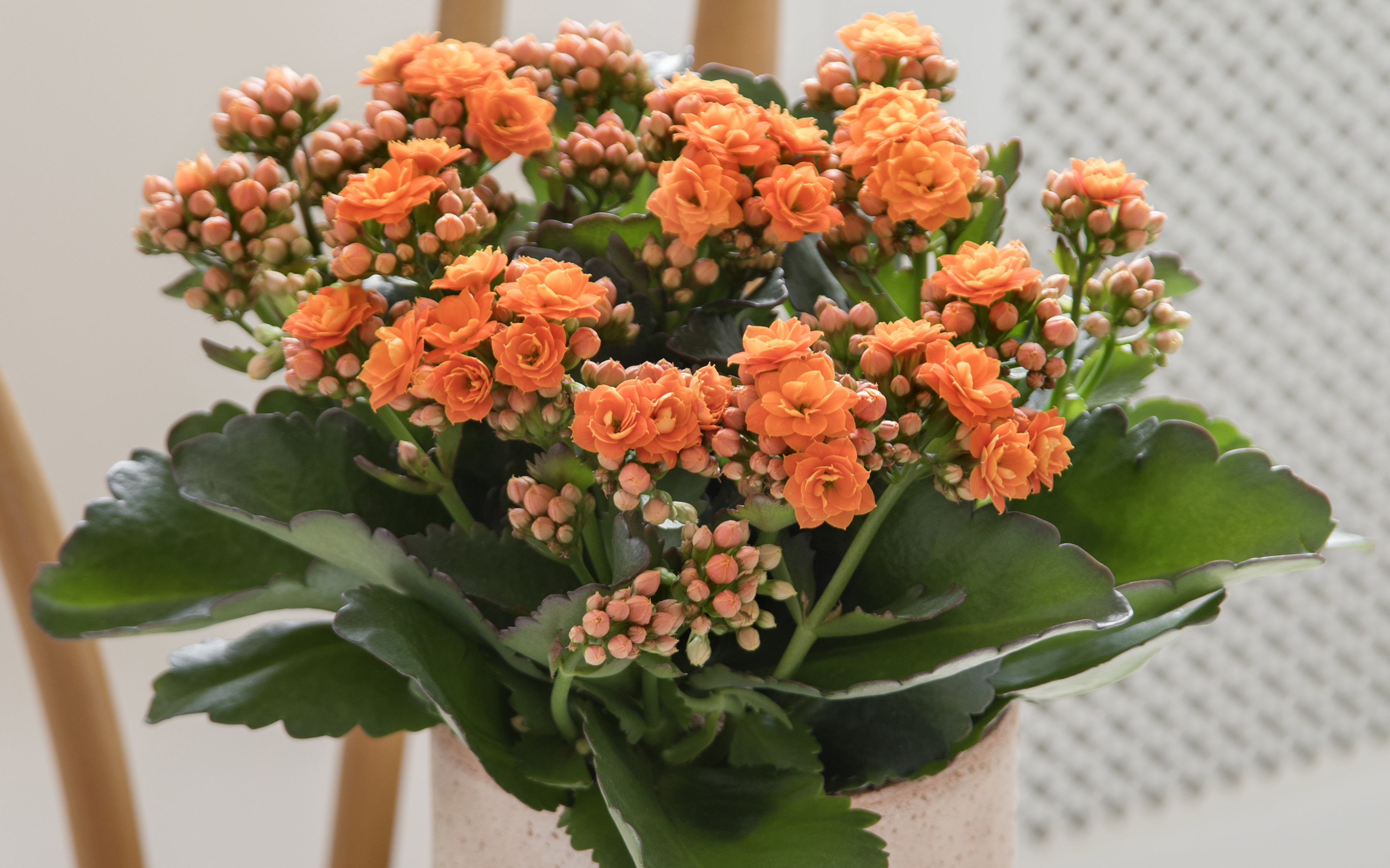 5708869724758_01_kalanchoe_big