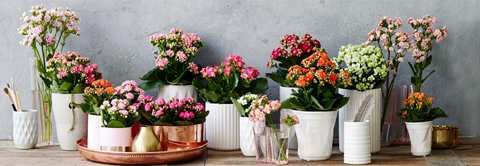 Læs om Queen blomster hos Plantorama