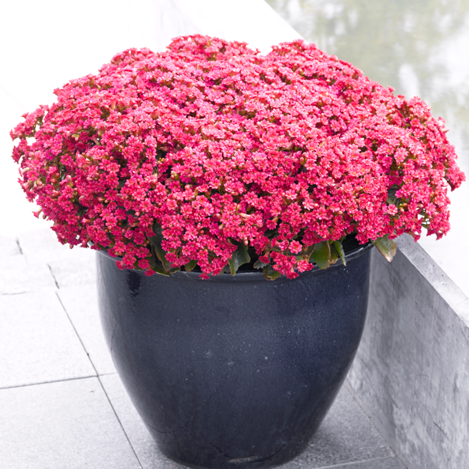Læs om Queen blomster hos Plantorama