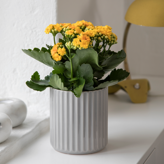 Læs om Queen blomster hos Plantorama