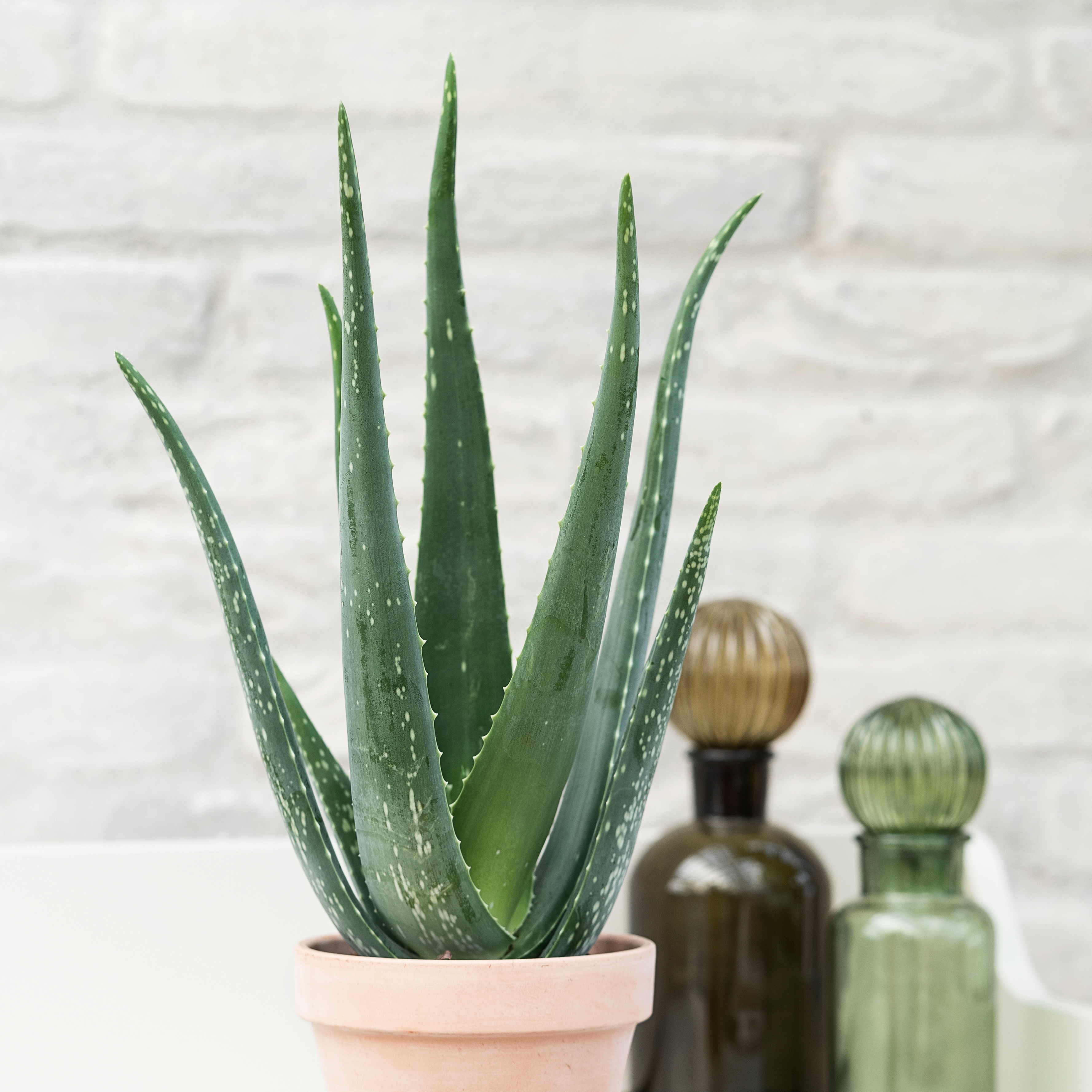 Aloe vera