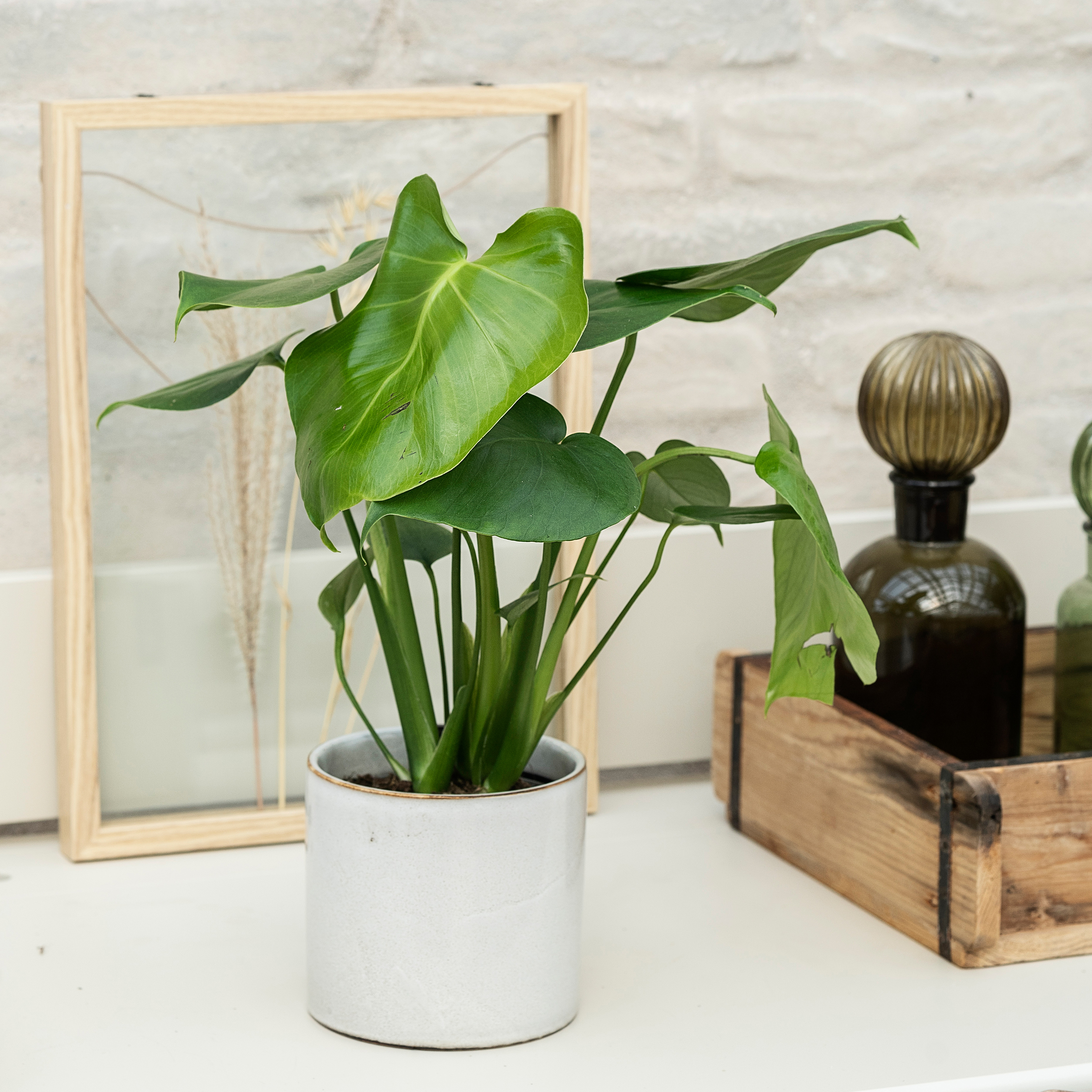 Filodendron