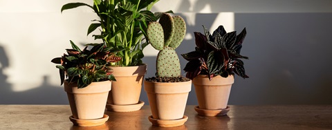 Nemme stueplanter