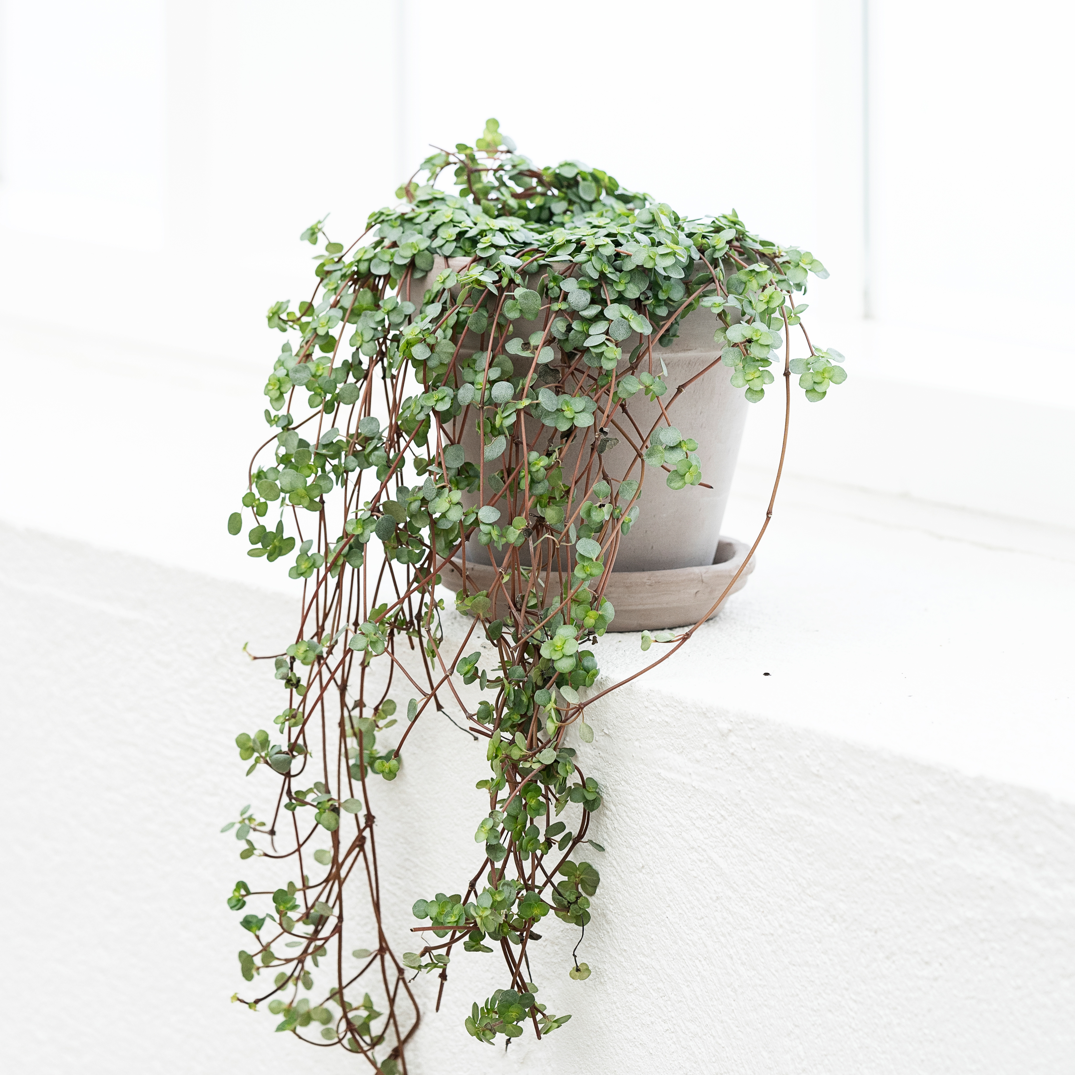 Pilea