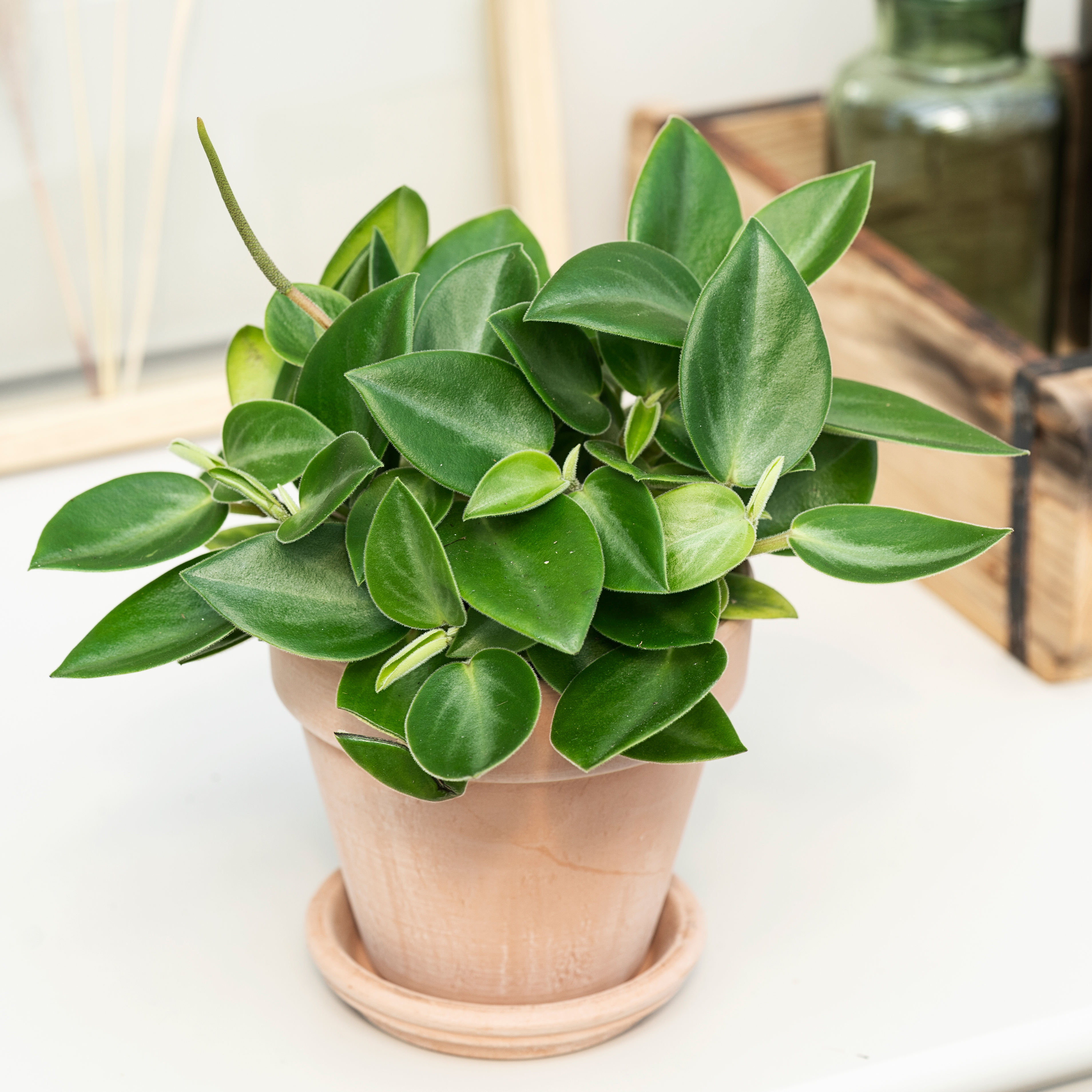 Radiatorplante