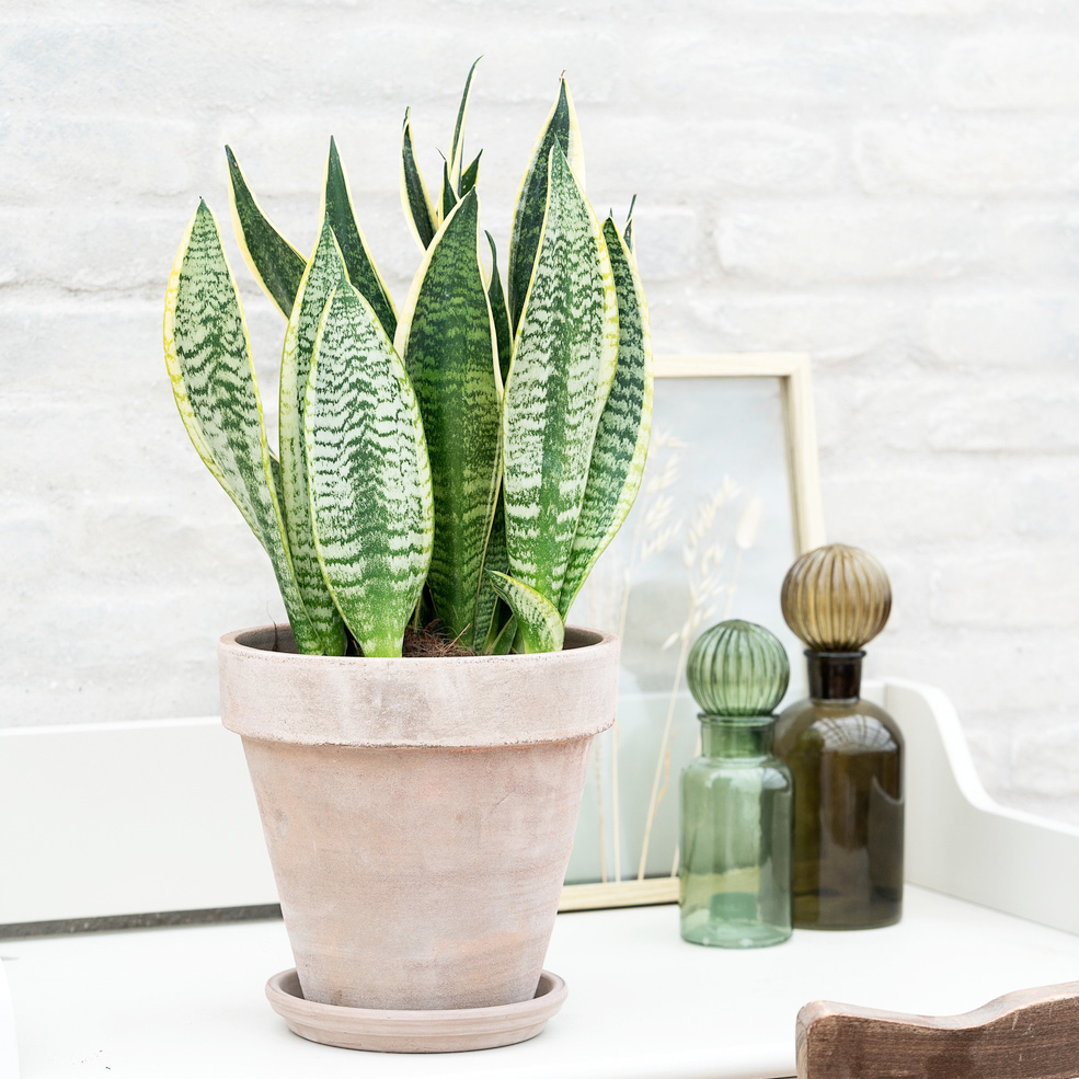 Sansevieria