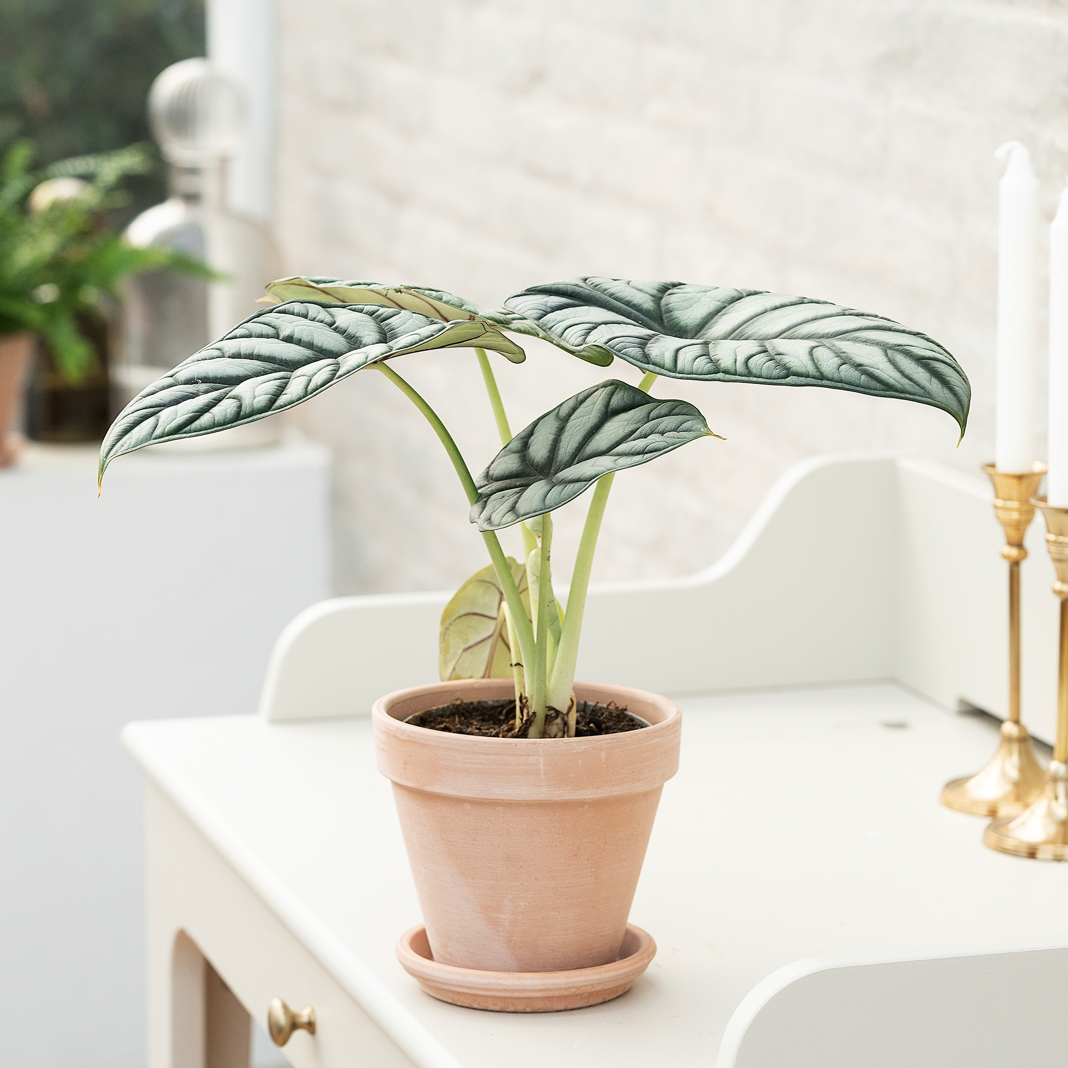 Alocasia