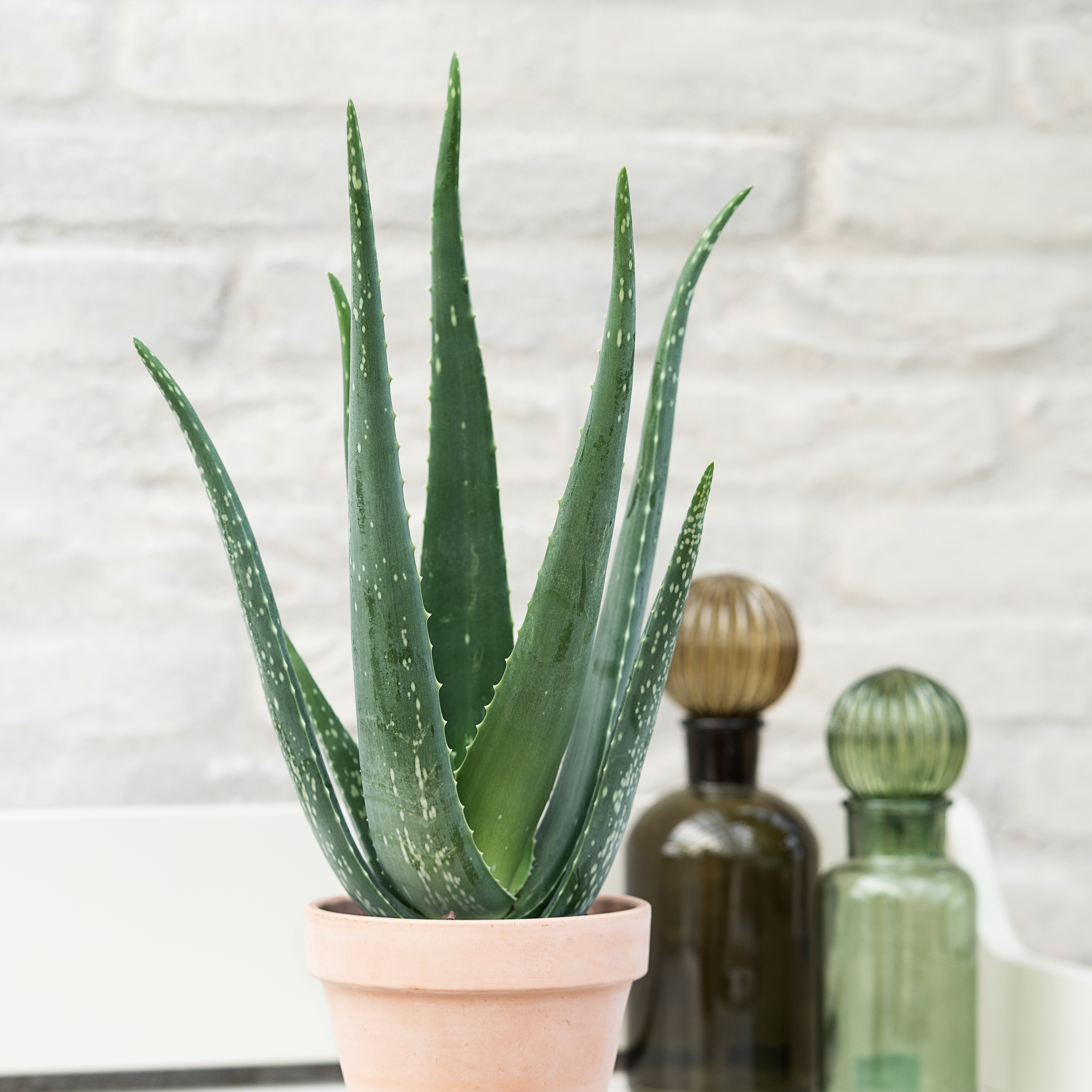 Aloe vera