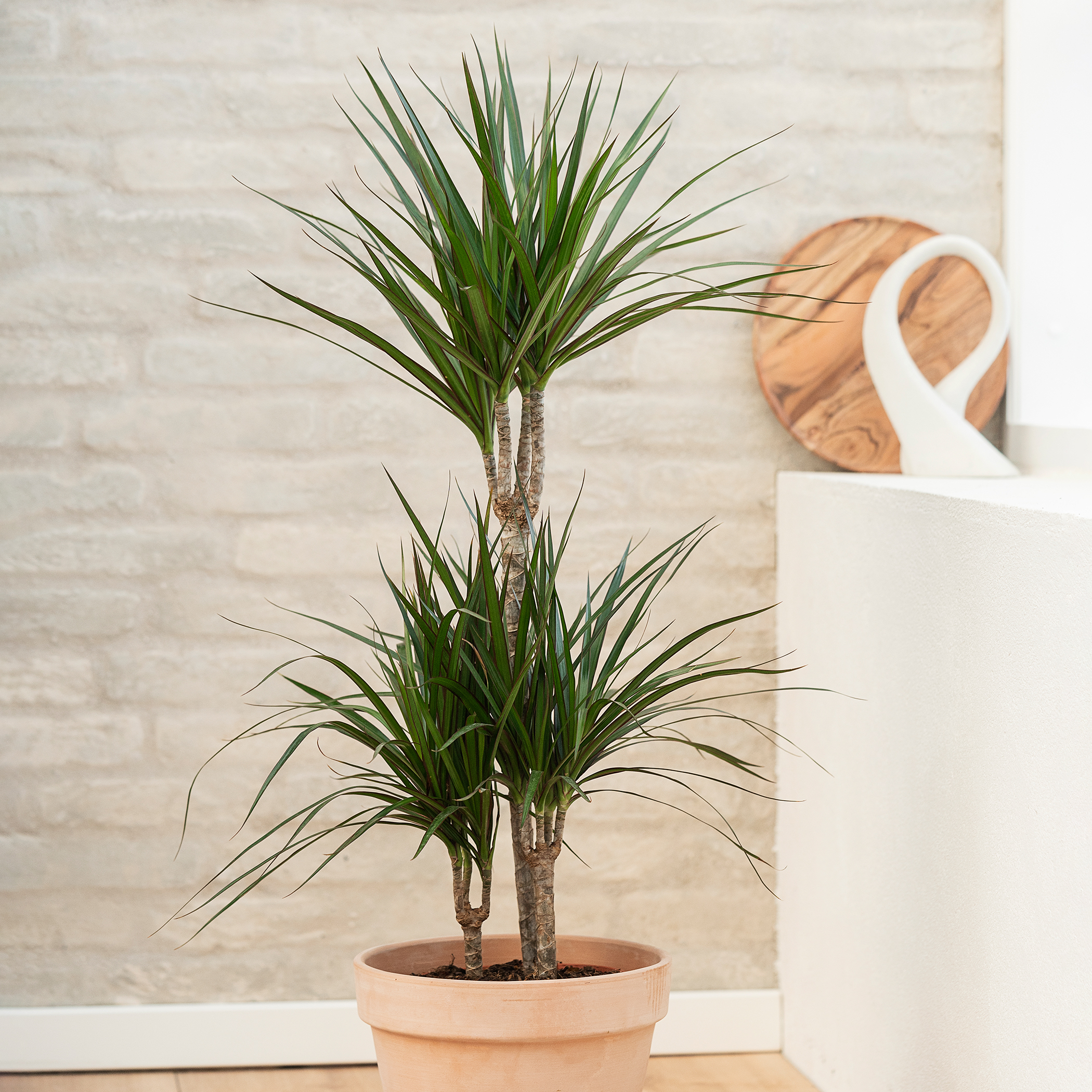 Dracaena