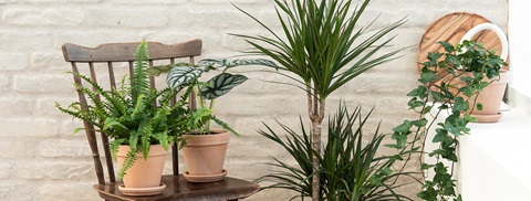 Luftrensende planter