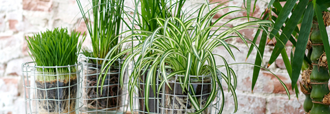 4 kæledyrsvenlige og flotte planter - Plantorama