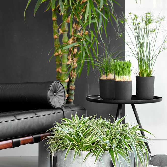 4 kæledyrsvenlige og flotte planter - Plantorama
