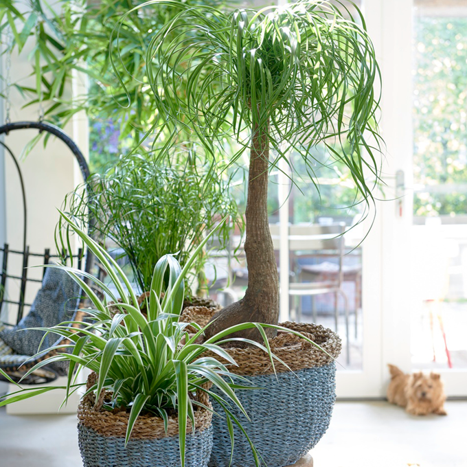 4 kæledyrsvenlige og flotte planter - Plantorama