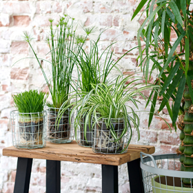 4 kæledyrsvenlige og flotte planter - Plantorama