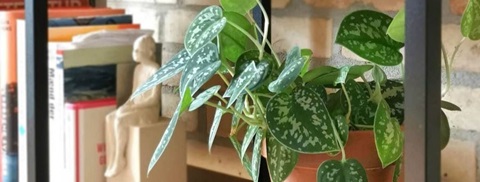 Grøn stueplante