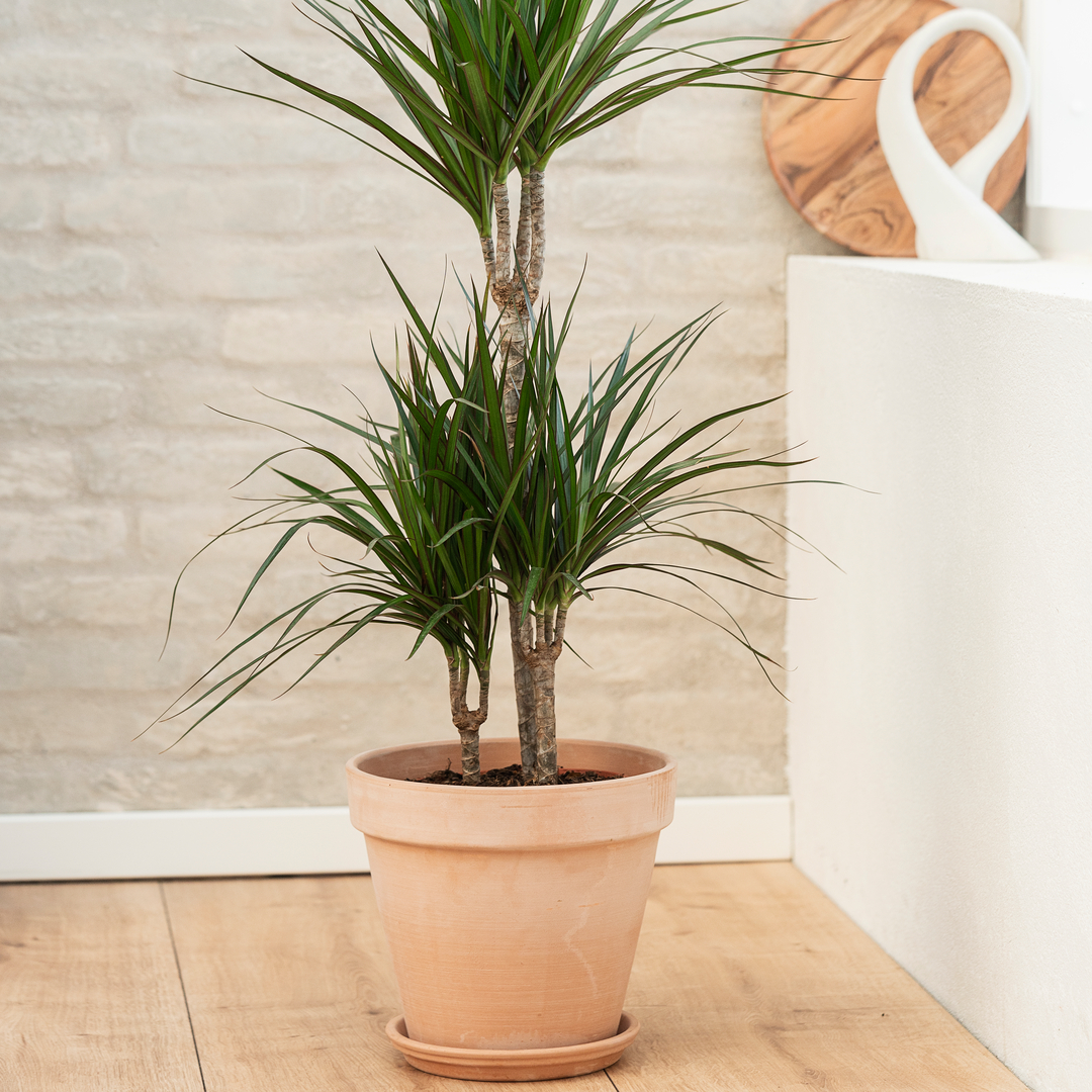 Dracaena i potte