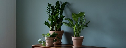 stueplanter til skyggen