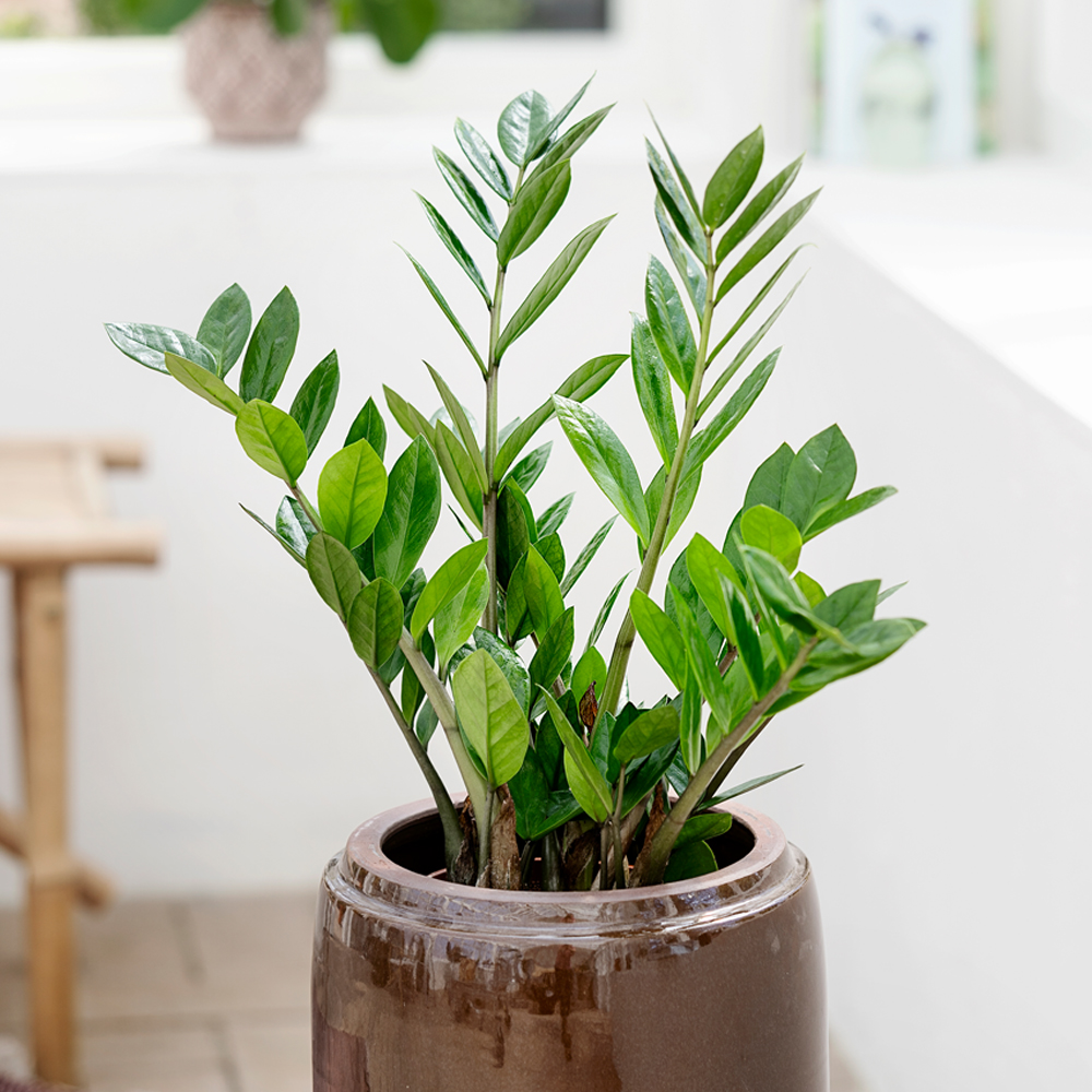 5 stueplanter der klarer sig i skygge - Plantorama