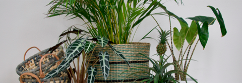 Få eksotiske fornemmelser med grønne planter - Plantorama