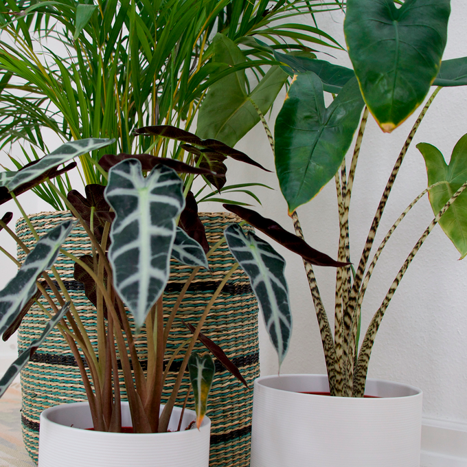 Få eksotiske fornemmelser med grønne planter - Plantorama