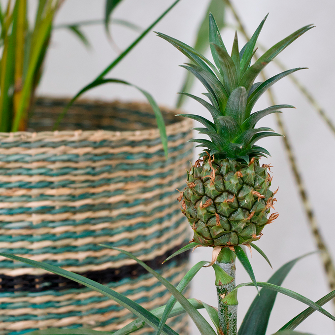 Få eksotiske fornemmelser med grønne planter - Plantorama
