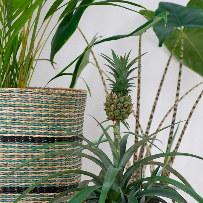 Få eksotiske fornemmelser med grønne planter - Plantorama